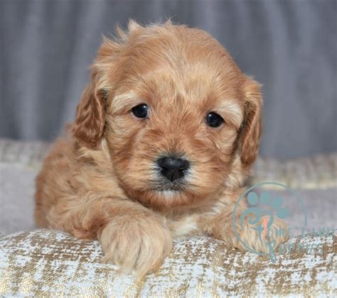 If you&39;re interested in a puppy from East Coast Oodle Pups, please apply. . Cavapoo breeder virginia